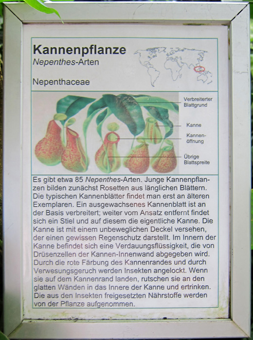 Palmengarten27